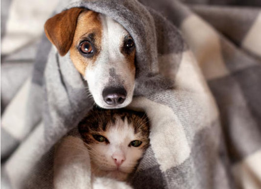 Pets Blanket